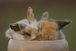 Zwergkaninchen / dwarf rabbits