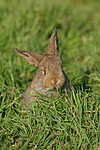 Zwergwidder / lop-eared bunny