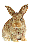 Zwergkaninchen / dwarf rabbit