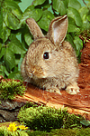 junges Zwergkaninchen / young dwarf rabbit