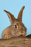 Kaninchen / rabbit