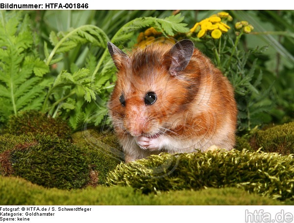 Goldhamster / golden hamster / HTFA-001846