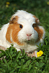 Crested Meerschwein / crested guninea pig