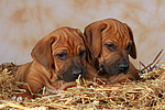 Rhodesian Ridgeback Welpen / rhodesian ridgeback puppies