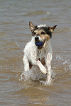 Parson Russell Terrier