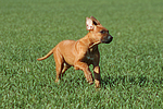 Rhodesian Ridgeback Welpe / rhodesian ridgeback puppy