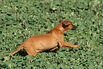 Rhodesian Ridgeback Welpe / rhodesian ridgeback puppy