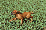 Rhodesian Ridgeback Welpe / rhodesian ridgeback puppy