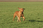 rennender Rhodesian Ridgeback / running Rhodesian Ridgeback