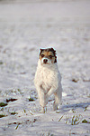 rennender Parson Russell Terrier im Schnee / running PRT in snow