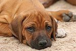 Rhodesian Ridgeback Welpe / rhodesian ridgeback puppy