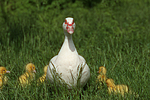 Warzenenten / muscovy ducks