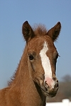 Deutsches Reitpony / pony