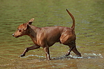 Rehpinscher / miniature pinscher