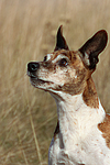 Jack Russell Terrier