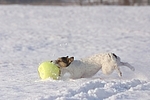 spielender Parson Russell Terrier im Schnee / playing prt in snow