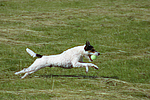 Parson Russell Terrier