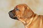 Rhodesian Ridgeback Welpe / rhodesian ridgeback puppy