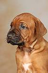 Rhodesian Ridgeback Welpe / rhodesian ridgeback puppy