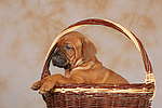 Rhodesian Ridgeback Welpe / rhodesian ridgeback puppy