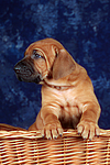 Rhodesian Ridgeback Welpe / rhodesian ridgeback puppy