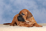 Rhodesian Ridgeback Welpe / rhodesian ridgeback puppy