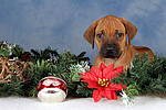 Rhodesian Ridgeback Welpe / rhodesian ridgeback puppy