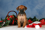 Rhodesian Ridgeback Welpe / rhodesian ridgeback puppy