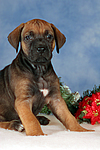 Rhodesian Ridgeback Welpe / rhodesian ridgeback puppy