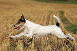 Parson Russell Terrier