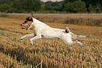 Parson Russell Terrier