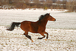 Deutsches Reitpony / pony