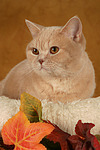 Britisch Kurzhaar / british shorthair