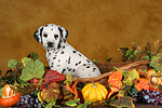 Dalmatiner Welpe / dalmatian puppy