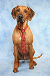 Rhodesian Ridgeback