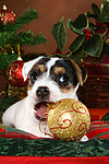 Parson Russell Terrier Welpe zu Weihnachten / PRT puppy at christmas