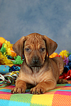 Rhodesian Ridgeback Welpe / rhodesian ridgeback puppy