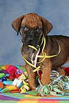 Rhodesian Ridgeback Welpe / rhodesian ridgeback puppy