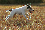 rennender Parson Russell Terrier / running PRT