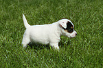 Parson Russell Terrier Welpe / parson russell terrier puppy