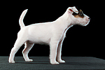 Parson Russell Terrier Welpe / parson russell terrier puppy