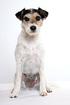 Parson Russell Terrier