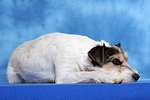 Parson Russell Terrier