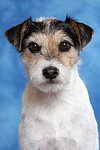 Parson Russell Terrier