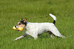 spielender Parson Russell Terrier / playing PRT