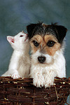 Parson Russell Terrier und Kätzchen / parson russell terrier and kitten