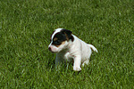 Parson Russell Terrier Welpe / parson russell terrier puppy