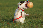 spielender Parson Russell Terrier Welpe / playing PRT puppy