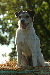 Parson Russell Terrier