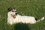 Parson Russell Terrier